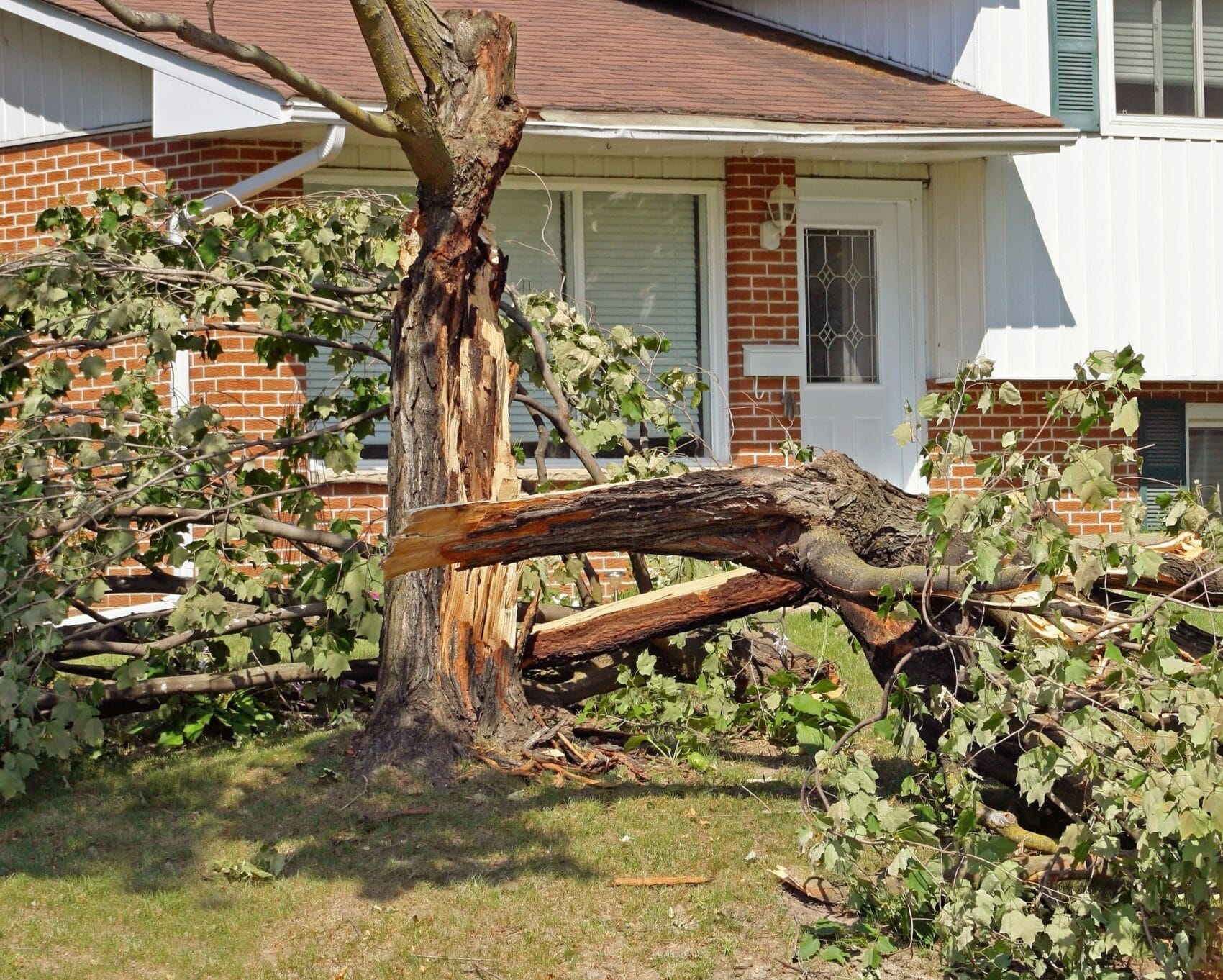 Emergency Tree Service in Hildebran NC